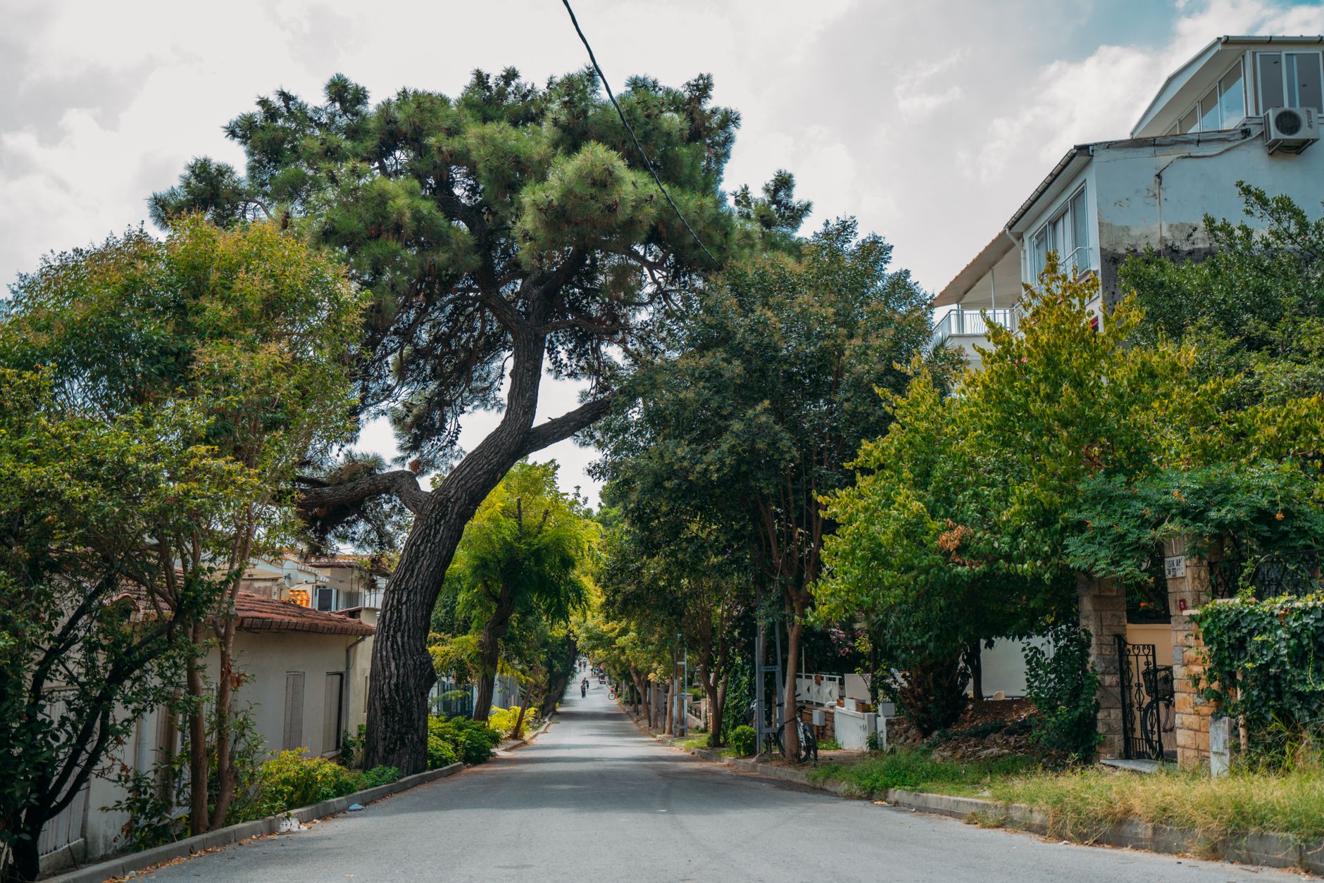 Tree Removal